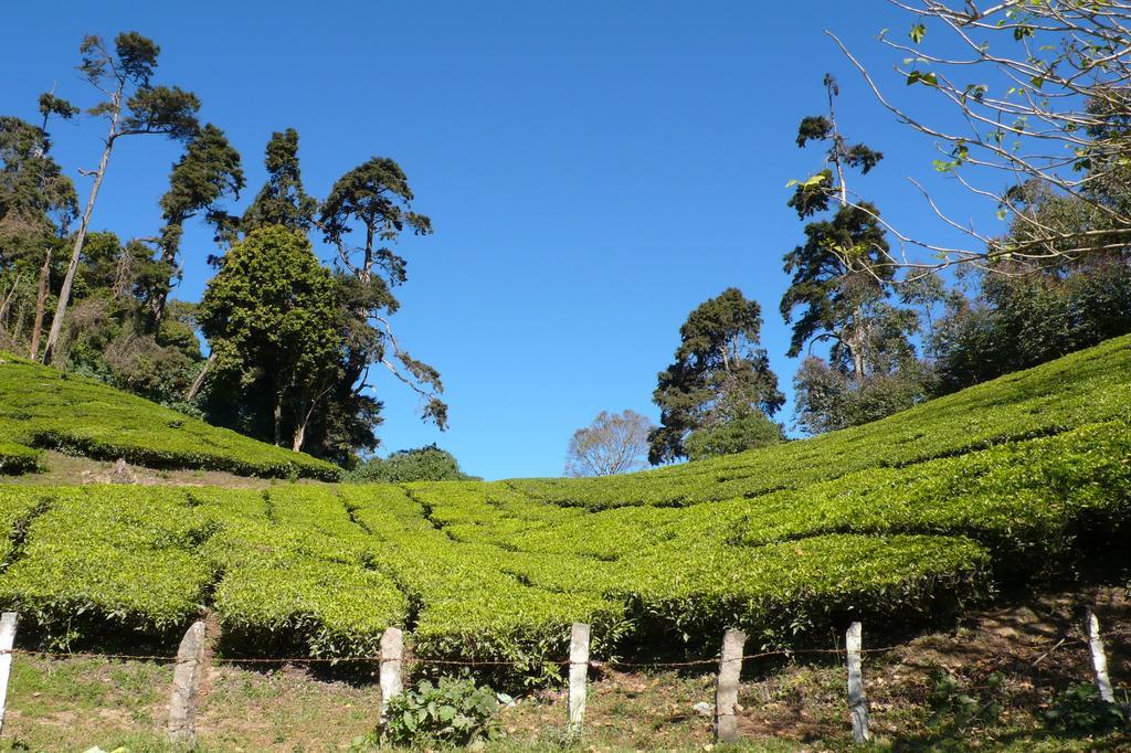 Green Magic Home Munnar Bagian luar foto